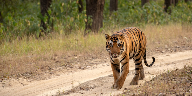 Bengal Tiger in Bandhavgarh National Park