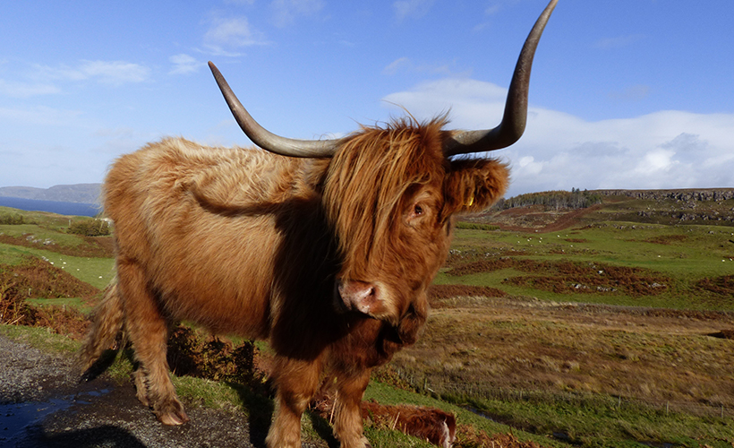 Highland Cow 