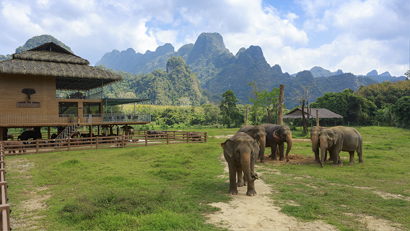 Thailand Elephants