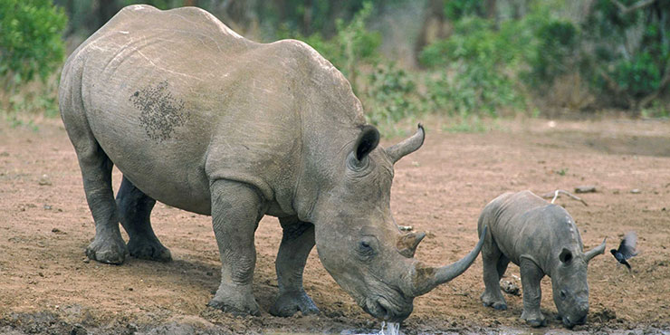 Porini Wilderness Safari