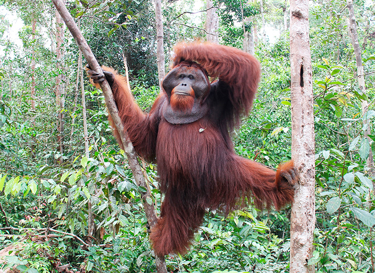 Orang-utan